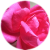 Small_1486414153-jan_rennick_rose